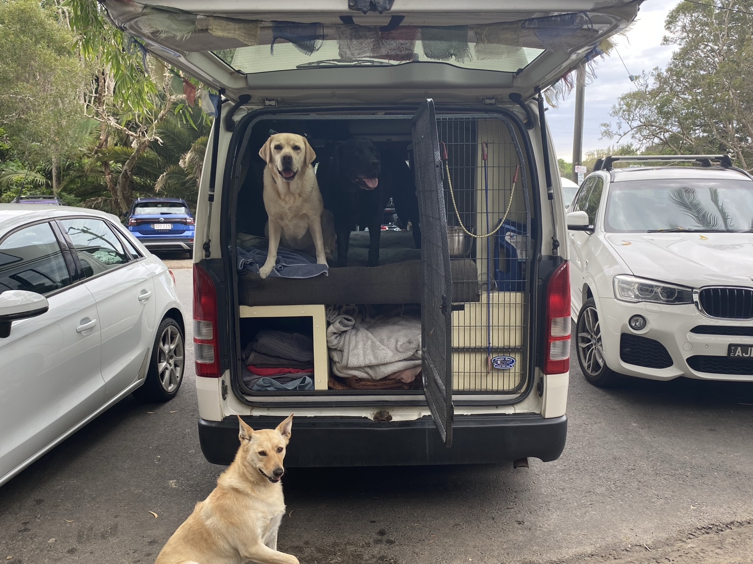 Dogs safely settled in the van