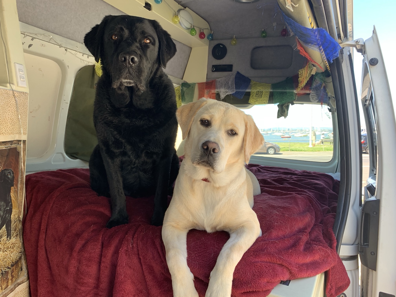 Sage and Loki ready for a walk