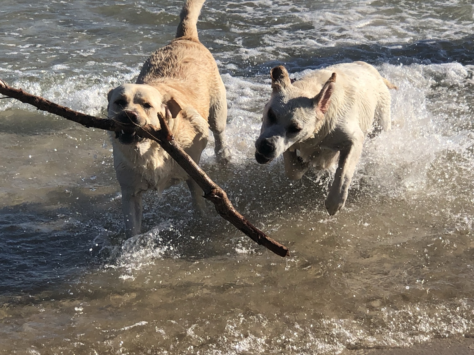 Two dogs running through the surf with a stick